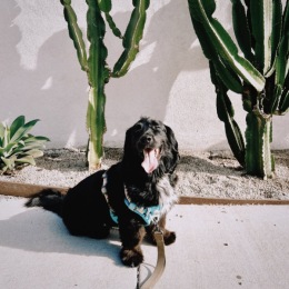 a dog in front of cactus